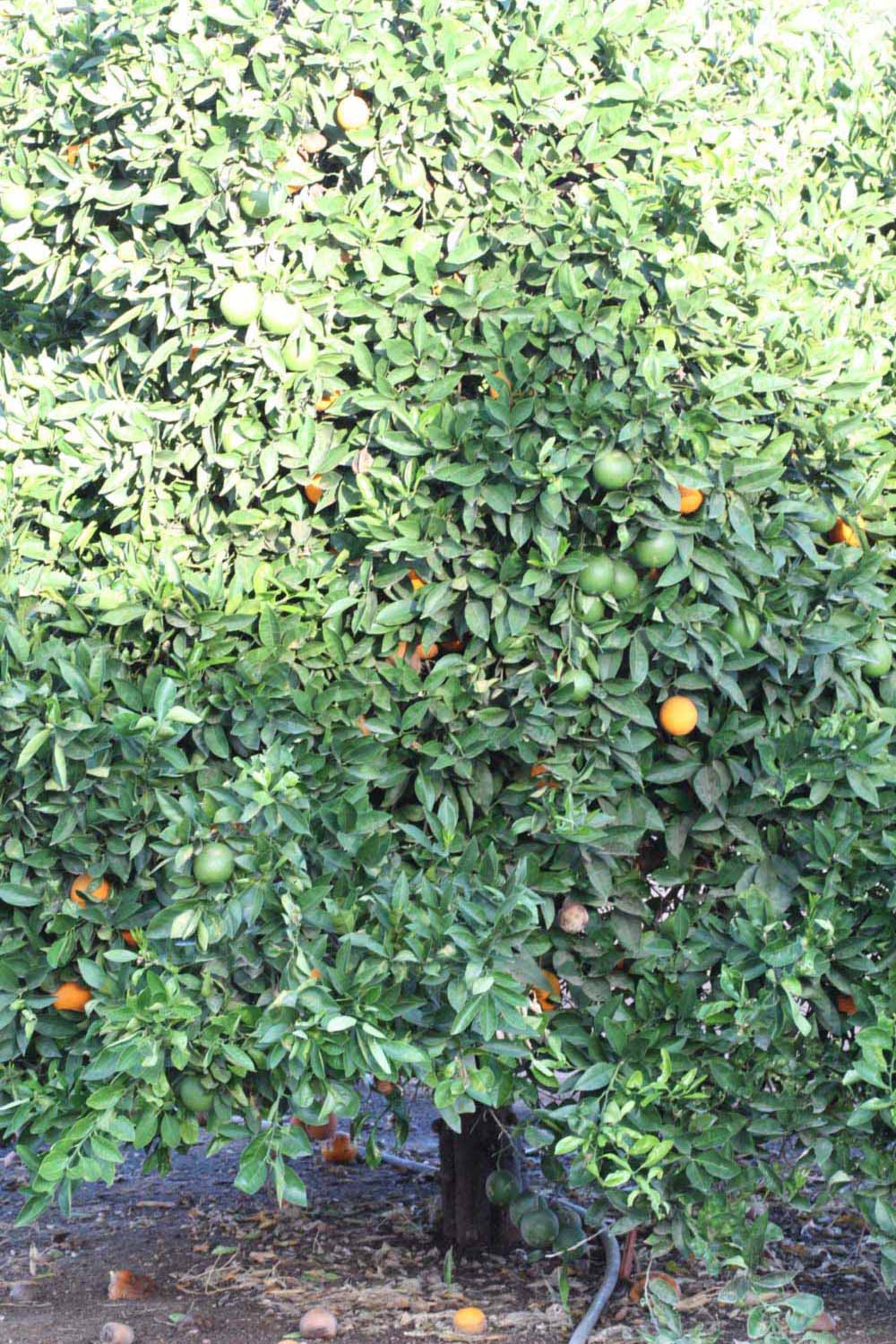              Habit (Riverside, CA)       
